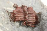 Red Cyphaspides Trilobite - Hmar Laghdad, Morocco #283753-2
